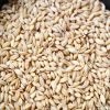 Barley for Animal Feed for sale