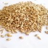 Premium High Quality Barley Grain