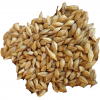 Barley for Animal Feed for sale