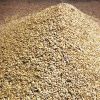 Premium High Quality Barley Grain