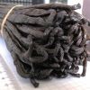 Vanilla Beans Planifolia