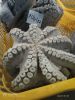 Frozen Octopus