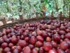 Yirgacheffe Natural gr...