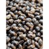 Castor Seeds