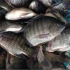 Fresh Frozen Black Tilapia and Mackerel Fish for sale