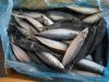 Fresh Frozen Black Tilapia and Mackerel Fish for sale