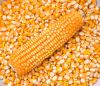 New Crop Yellow Corn M...