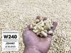Cashew nuts kernel