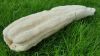 Egyptian Luffa , Loofa...