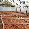 Forastero Green Cacao Beans From Indonesia