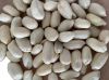 Red Peanut, blanched Peanut Kernels, Bold PeanutsBlanched Peanuts Java Peanuts/ Raw Peanuts Kernel / Raw Peanut in Shell