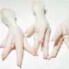 Best Sale Frozen Chicken Paws / Wholesale Price Frozen Chicken Feet / Frozen Whole Chicken for Human Consumption