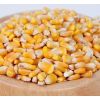 Organic Yellow Maize Corn GMO-Free Dried Animal Feed and Human Food for White Corn Use