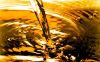 Biodiesel Raw Material Waste Vegetable Oil / WVO / UCO / Used Cooking Oil Suppliers