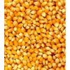 Organic Yellow Maize Corn GMO-Free Dried Animal Feed and Human Food for White Corn Use