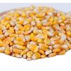 Organic Yellow Maize Corn GMO-Free Dried Animal Feed and Human Food for White Corn Use