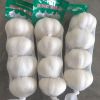 New Crops Fresh Garlic White Garlic and GARLIC POWDER