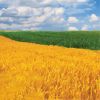 Export Quality (Wheat Straw) hay Bales Best Wheat hay Bales Alfalfa Animal Feed