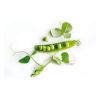 Premium Green Peas Protein Rich Nutritious Fresh Green Matar Green Beans Pisum Sativum Matar Dal Healthy Legumes