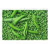 Premium Green Peas Protein Rich Nutritious Fresh Green Matar Green Beans Pisum Sativum Matar Dal Healthy Legumes