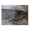 Organic Atlantic Salmon Fish Frozen Fillet and Whole Fish Including Salmon Head Fresh and Preserved in Water for Sale