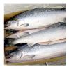 Good quality AUSTRIA Fresh Frozen Chum Salmon Fillet Fish
