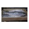 Organic Atlantic Salmon Fish Frozen Fillet and Whole Fish Including Salmon Head Fresh and Preserved in Water for Sale