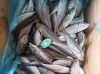 Organic Frozen Horse M...