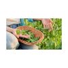 Premium Green Peas Protein Rich Nutritious Fresh Green Matar Green Beans Pisum Sativum Matar Dal Healthy Legumes