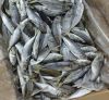 200-300g Whole Fresh Frozen Mackerel Fish Prices