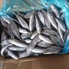 Frozen Seafood And Fish Frozen Mackerel