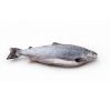 Good quality AUSTRIA Fresh Frozen Chum Salmon Fillet Fish