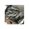 Tuna Sea Frozen Albacore Tuna Supplier Frozen Tuna Fish