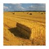 Export Quality (Wheat Straw) hay Bales Best Wheat hay Bales Alfalfa Animal Feed