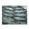 Tuna Sea Frozen Albacore Tuna Supplier Frozen Tuna Fish