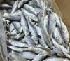 Frozen Seafood And Fish Frozen Mackerel