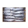 Tuna Sea Frozen Albacore Tuna Supplier Frozen Tuna Fish