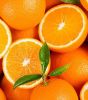 FRESH NAVEL Oranges an...
