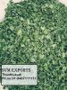 moringa leaf