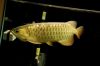 Arowana  and other ornamental Fish for sale