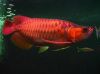 Arowana  and other ornamental Fish for sale