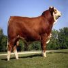 Pregnant Holstein Heifers , Simmental Dairy Cattle , Angus Bulls, Diary Cows 