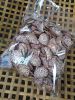 SELL DRIED WHOLE BETEL NUT GOOD CUT FROM South Africa