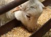 Soya Bean Meal for Animal Feed, Corn Meal, Fish Meal