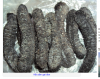 Sea Cucumber