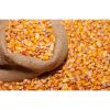 mushroom popcorn kernels Rich in various nutrients corn popcorn