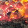 Coconut Charcoal