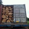 doussie Africa tropical Hard Wood Timber  