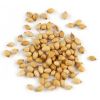 Coriander Seeds