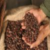 Raw Cocoa Bean